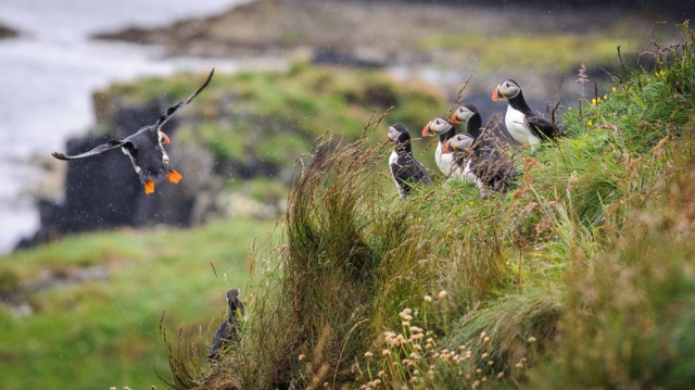 puffins-5381