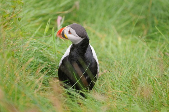 puffins-5392