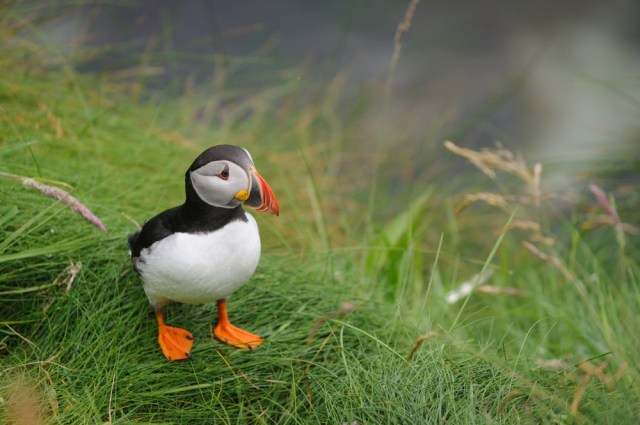 puffins-5416
