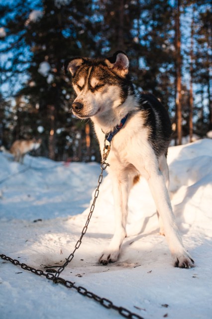 Finland_Lapland_Hut_Mushing-2356