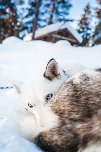 Finland_Lapland_Hut_Mushing-2370
