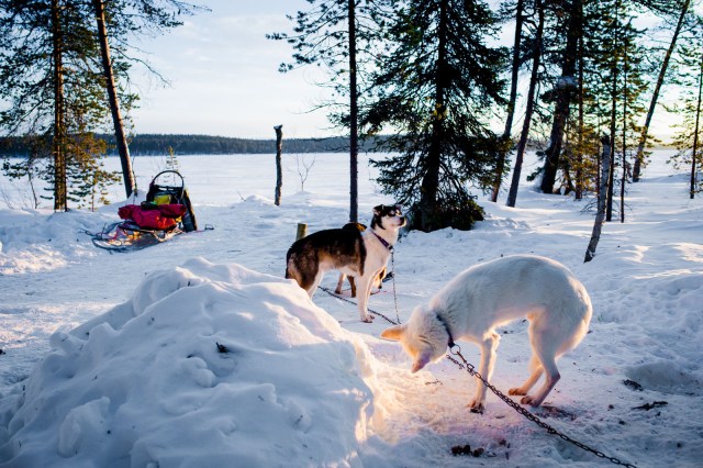 Finland_Lapland_Hut_Mushing-2380