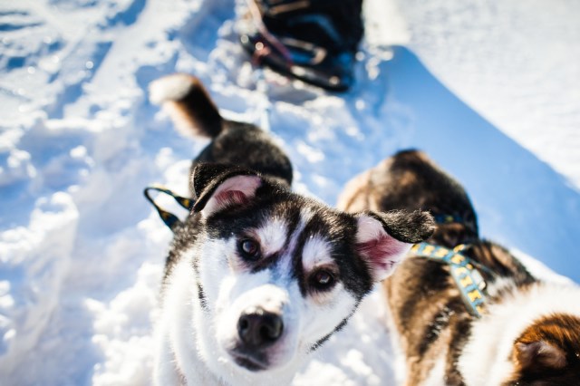 Finland_Lapland_Hut_Mushing-2454