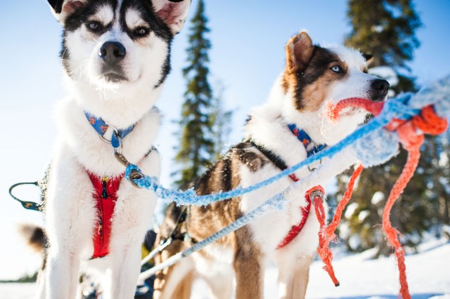 Finland_Lapland_Hut_Mushing-2469
