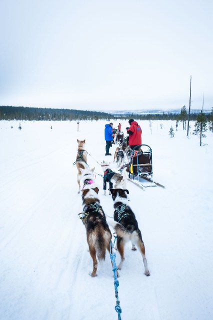 Finland_Lapland_Hut_Mushing-2591