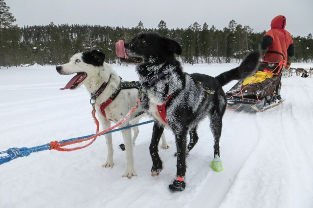 Finland_Lapland_Hut_Mushing-edgar6
