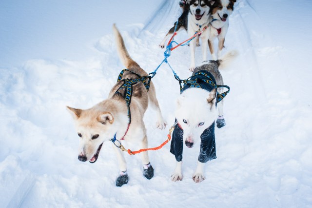 finnland-lappland-2065