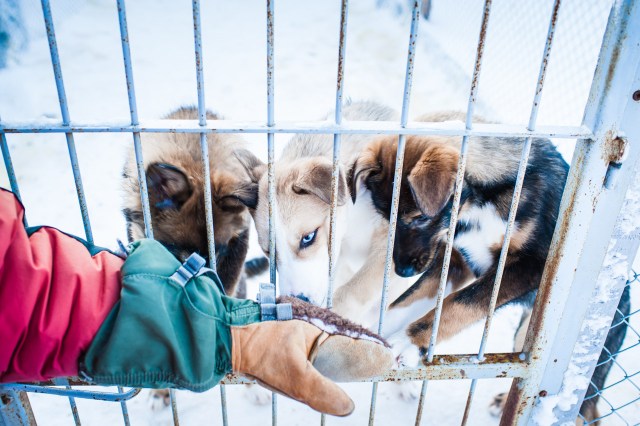 finnland-lappland-2177