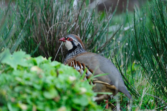 Madeira_Pico_Ruivo-6568