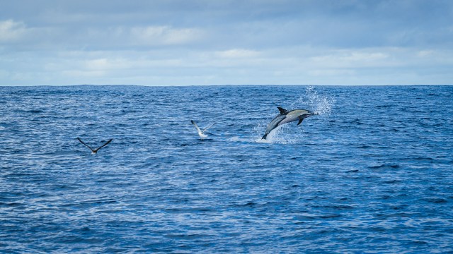 madeira_whalewatching_calheta_lobosonda-6256
