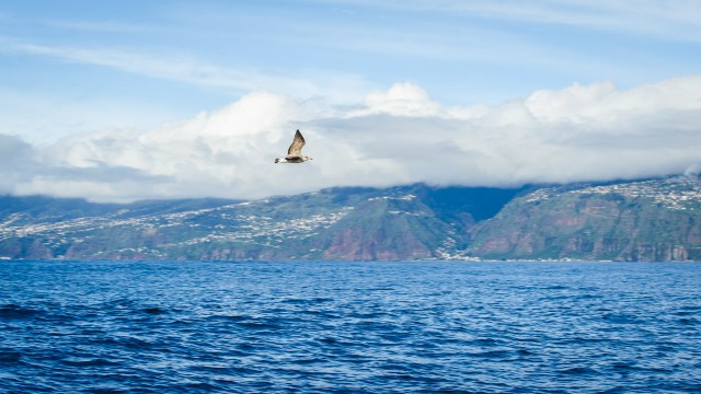 madeira_whalewatching_calheta_lobosonda-6267