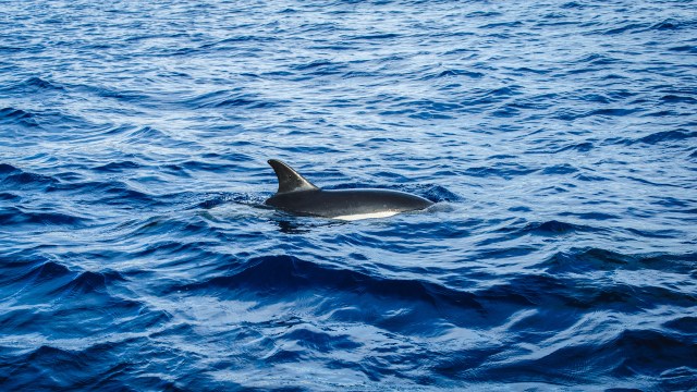 madeira_whalewatching_calheta_lobosonda-6311